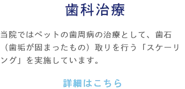 歯科治療 当院ではペットの歯周病の治療として、歯石(歯垢が固まったもの)取りを行う「スケーリング」を実施しています。