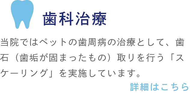 歯科治療 当院ではペットの歯周病の治療として、歯石(歯垢が固まったもの)取りを行う「スケーリング」を実施しています。
