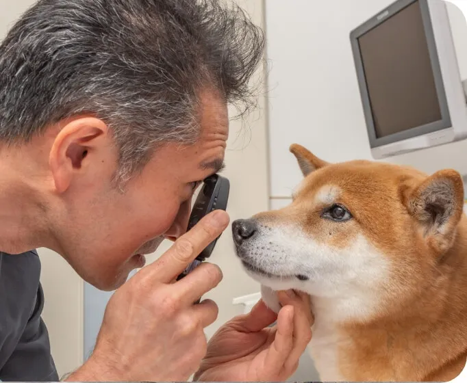 ワンちゃんやネコちゃんの体全般に幅広く対応大切なペットと飼い主様のことを考えたカウンセリング重視の診療