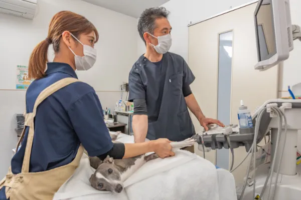 心臓や腹部のエコー検査で病気の早期発見・早期治療